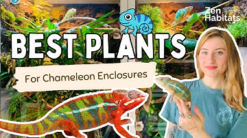 The Top 5 BEST Plants for Chameleon Enclosures