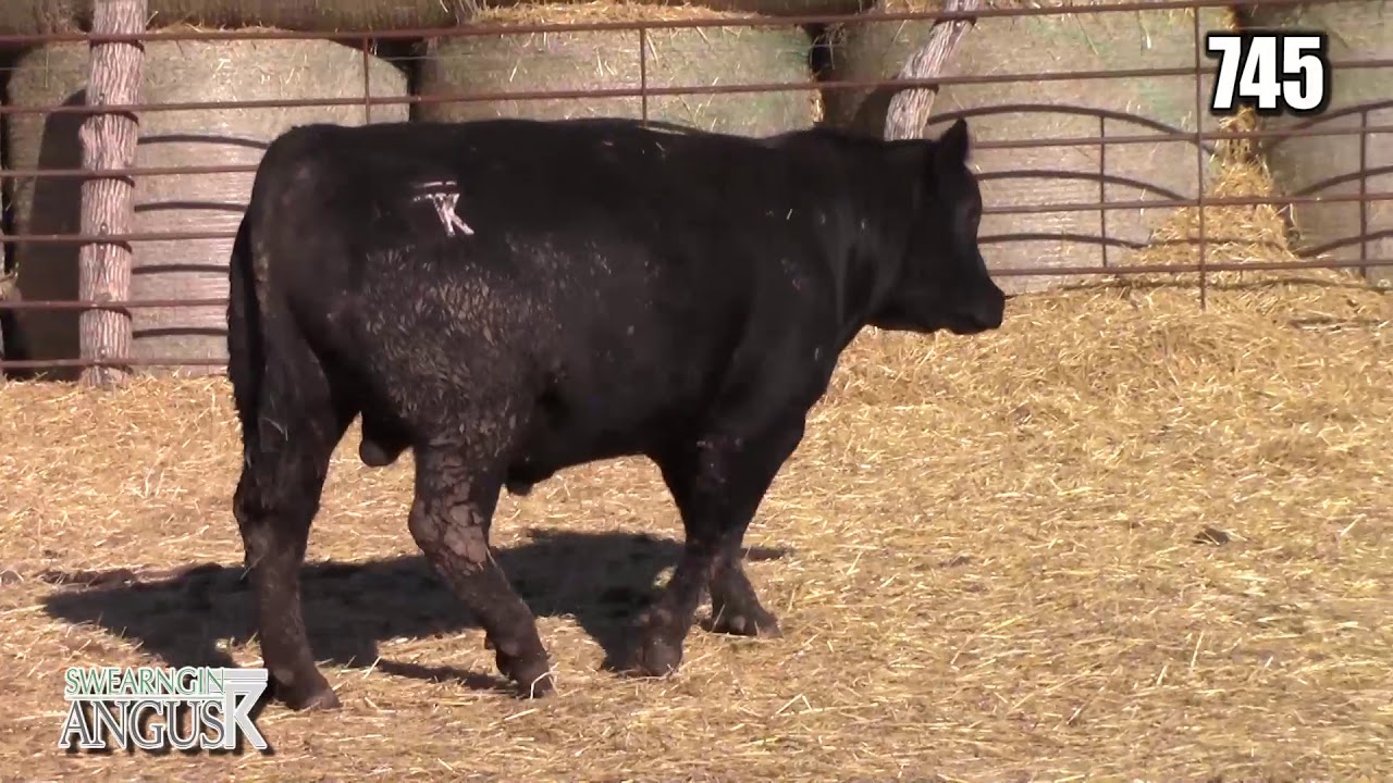 angus tasty Swearngin Angus 745