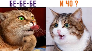 ВЕЧНЫЙ СПОР ))) Приколы с котами | Мемозг 1062