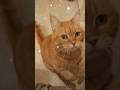 😸すたんどばいみいー😸