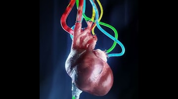 heartbeat 💓 two( 3D loop Animation loop from the 3D Animation #short #3danimation