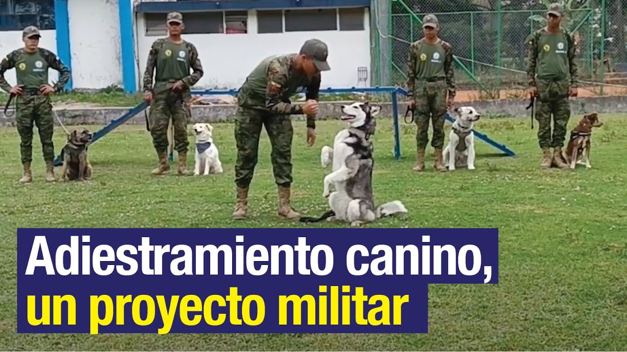 Adiestramiento canino, un proyecto militar - YouTube