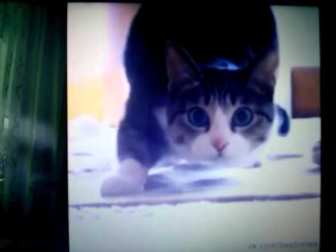 вигу вигу мем. цыган поет снуп дог. жигубигуле. выгу выгу. песня вигу вигу вигу.