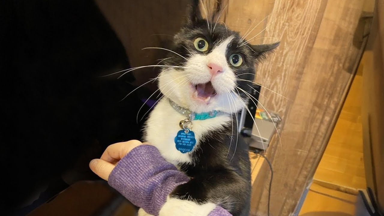 This Is Why Cats Are the Best Comedian 😹 Funny Cat TV