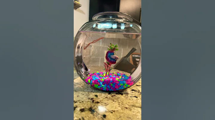 #Two Betta Fish One Tank #viralshorts  #fishkeeping - DayDayNews