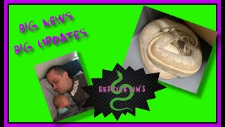 Pulling Ball Python Clutch