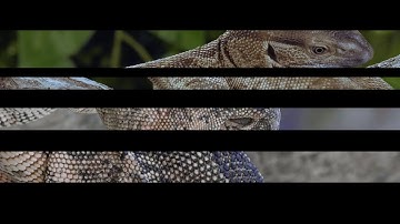 Lucy : Angry normals | 4:3 Music Videos
