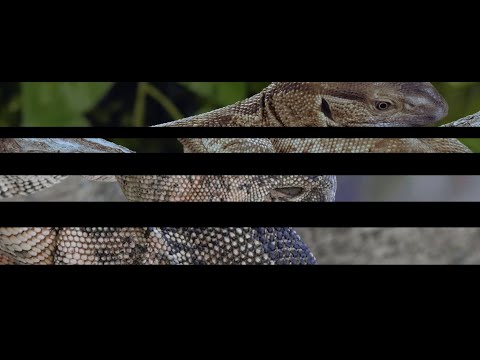 Lucy : Angry normals | 4:3 Music Videos