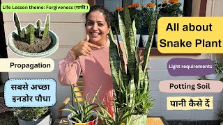 Snake plant propagation and care || स्नेक प्लांट || Life lesson on forgiveness #GetMyHarvest