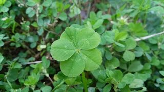 🍀四葉クローバー5葉、6葉、8葉も 四つ葉のクローバー 検索動画27 🍀四葉クローバー5葉、6葉、8葉も 四つ葉のクローバー 検索動画 27