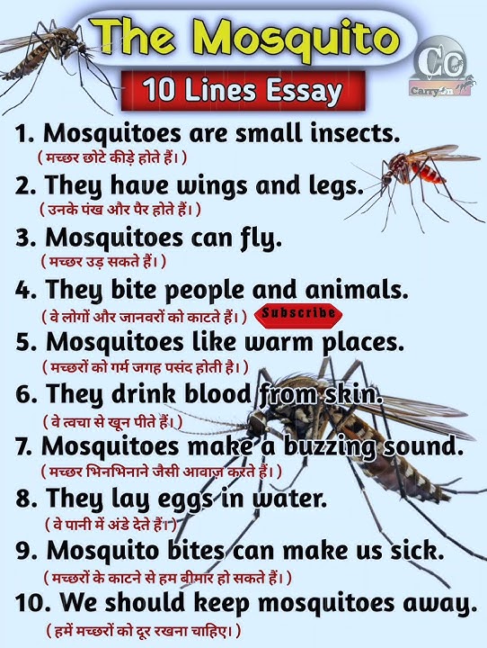 Esai 10 Baris tentang Nyamuk dalam Bahasa Inggris 🦟 | Esai Singkat untuk Anak-anak & Siswa Pemula @CarryOn