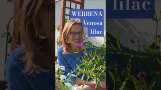 Werbena żyłkowana Venosa lilac - wcześnie kwitnie, niższa od werbeny patagońskiej #werbena #ogród