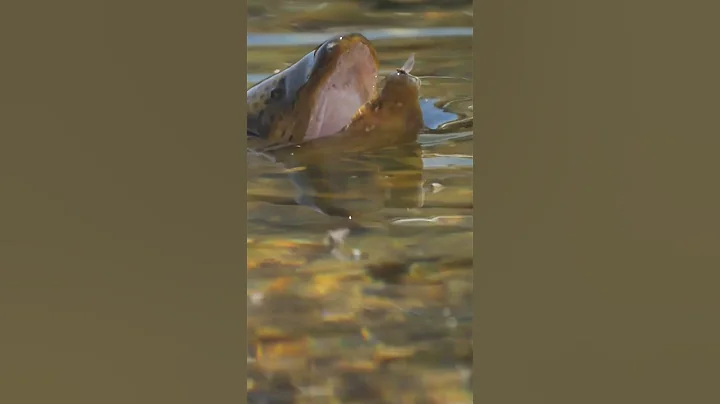 I will survive - Mayfly on the edge of a Brown Trout Mouth