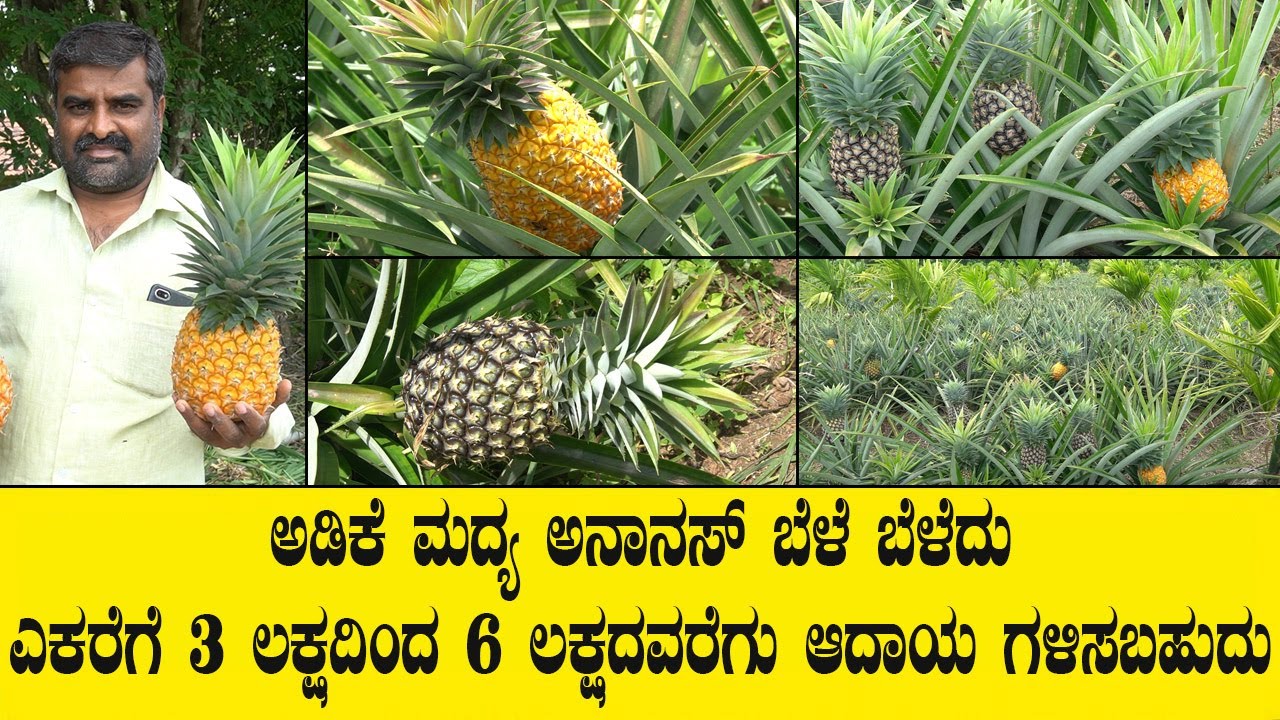 ಅಡಿಕೆ ಮದ್ಯ ಅನಾನಸ್ ಬೆಳೆ ಬೆಳೆದು ಎಕರೆಗೆ 3 ಲಕ್ಷದಿಂದ 6 ಲಕ್ಷದವರೆಗು ಆದಾಯ ಗಳಿಸಬಹುದು..PINEAPPLE CROP VIDEO