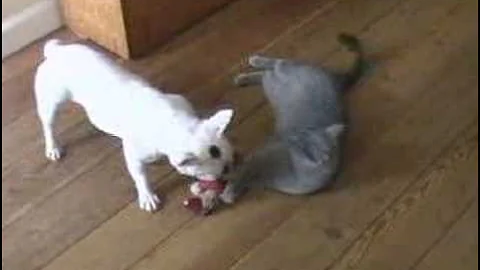 Video 7969991: british shorthair playing
