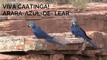 Como a arara e transportada?