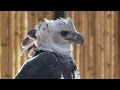 Harpia - Gavião-real - Harpy Eagle - Harpia harpyja