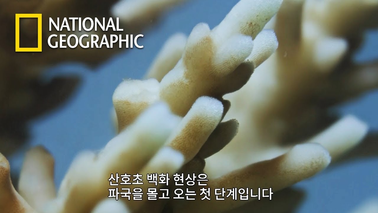 지구온난화로 인한 파국의 첫 단계, 산호초 백화 현상... (내레이션: 베어 그릴스)