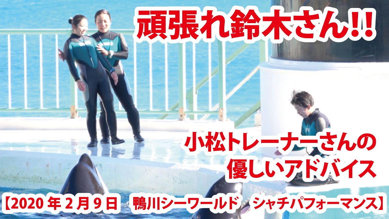 頑張れ鈴木さん 小松トレーナーさんの優しいアドバイス 年2月9日 鴨川シーワールド シャチパフォーマンス Youtube