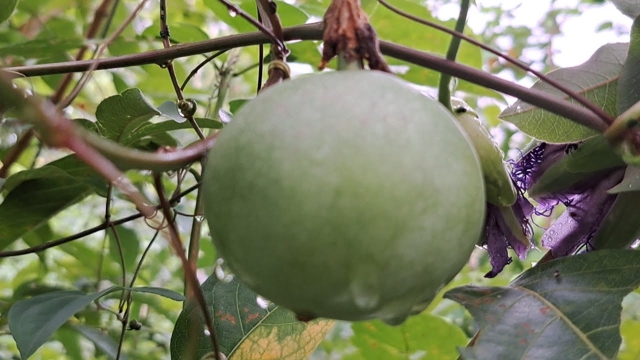 Quem aí conhece esse tipo de maracujá?