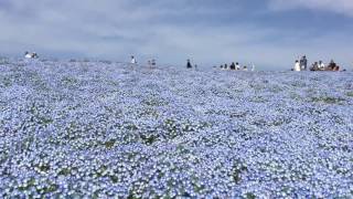 ネモフィラの丘~ひたち海浜公園 ネモフィラの丘 検索動画14 ネモフィラの丘~ひたち海浜公園 ネモフィラの丘 検索動画 14