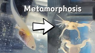 Lone Survivor ACF Tadpole Turns Into a Froglet! | The 10 Stages of Metamorphosis