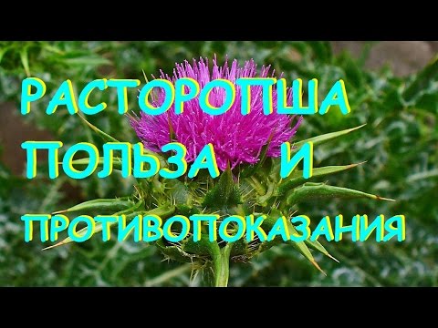 Видео: Каковы побочные эффекты расторопши?