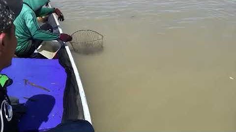 Danau tempe# tangkap ikan pating👍