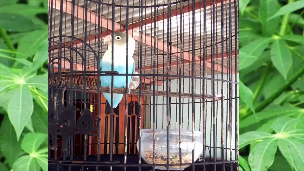 Ini Akibatnya Kalau Burung Lovebird Kena Sembur Dukun 