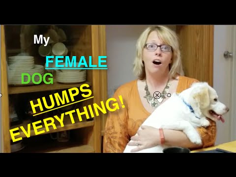 how to make a female dog hump you