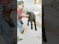 My Daughter Kiss ЁЯТЛЁЯТЛ Goat Baby Is The One My Daughter Kiss ЁЯТЛЁЯТЛ Goat Baby Is The One
