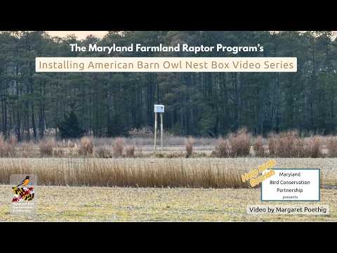 American Barn Owl Nest Box Atop Tall Poles Installation