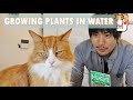 Indoor Hydroponics (growing plants in water) 🌱 Garden vlog