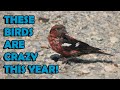 Crazy Maine Finches