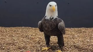 The life of a retired bald eagle
