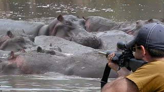 Hippo hunting in ponds 😱👌👍 part 4