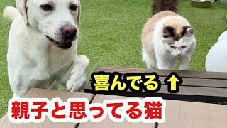 大好きな犬が一緒にいると幸せな猫