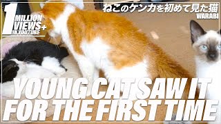 猫　喧嘩