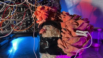 Two Minutes Of Middle Aged Pink Oyster Mushrooms Playing Eurorack Modular Synth: Mind Blowing