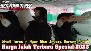 Update Harga Burung Jalak di akhir tahun 2023 !!! Jalak suren dan Jalak putih