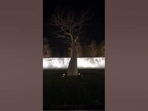 Жизнь, как она есть. Парк Галицкого. Баобаб в центре арт-галереи. - YouTube