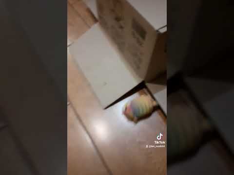 🐈Тут камера что ли?., скрываемся. Смешное короткое видео с котами.