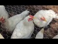 How To Process Chickens