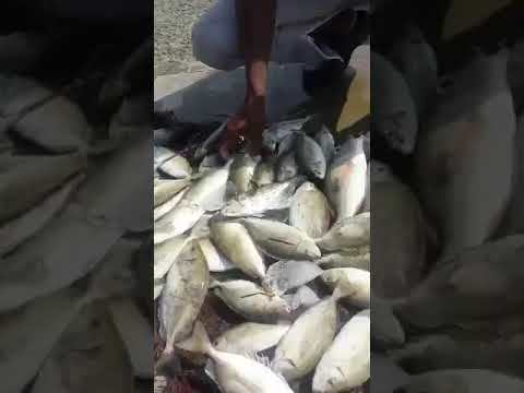 78 سيجان محجم و9 شعور بالنتاشه رقم قياسي لابويوسف المرعب الصامت مع المايسترو ابوياسر