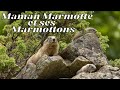 Maman Marmotte et ses Marmottons - Pyrénées Orlu