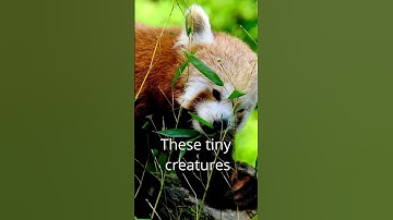 Amazing Facts about Red Pandas