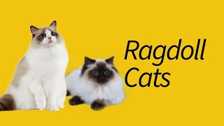 10 Interesting Ragdoll Cat Facts—Limp Cat! by Meowpolis 701 views 4 years ago 6 minutes