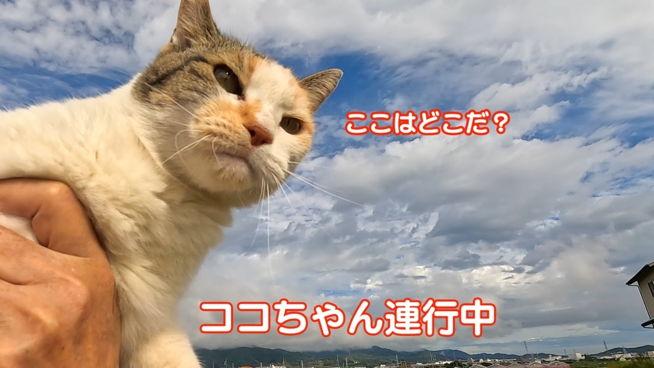 思い出のココちゃん231010 #野良猫ココちゃん #三毛猫 - YouTube