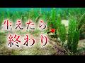 【キラー海藻】人類が創り出した史上最狂の海藻 イチイヅタ【ゆっくり解説】