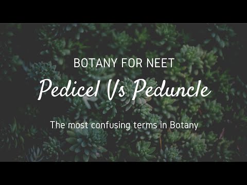 Pedicel Vs Peduncle (The most confusing terms in Botany)
